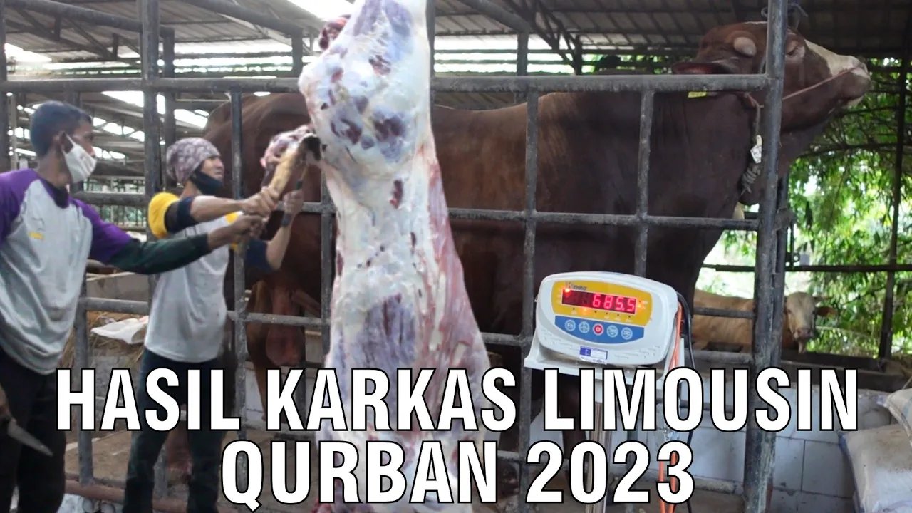 
                                 Daging-Kurban-Sapi-Limosin-2023-Karkas